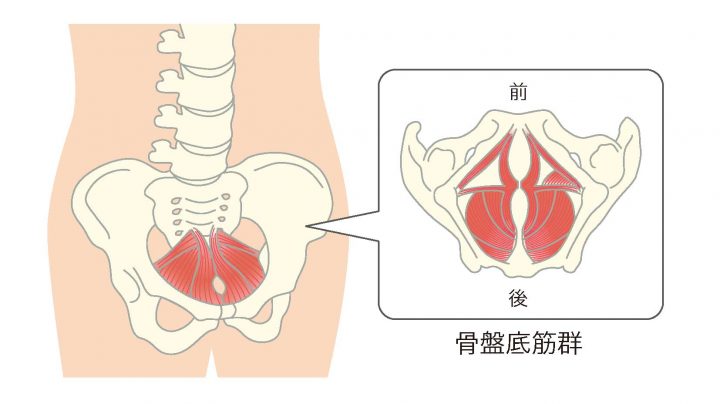 骨盤底筋 と妊娠の関係。骨盤底筋 力を鍛えるには？【ボディアナリスト監修】 – はぐふる