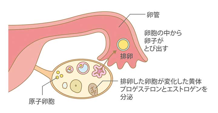 妊娠と 排卵 と卵子について 排卵とは何か 卵子の数は妊娠に影響する 助産師監修 はぐふる