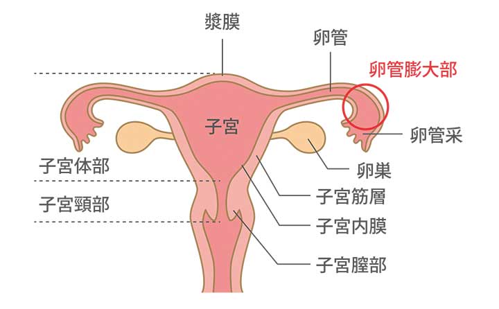 安静 後 妊娠 射精